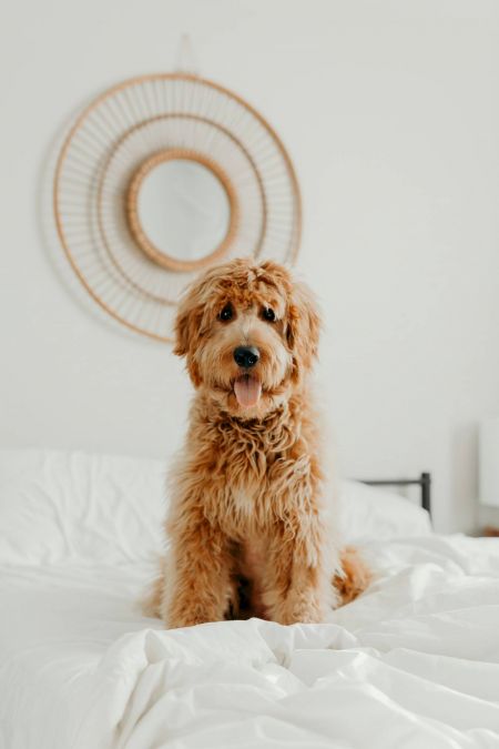 A fluffy, light brown dog sits on a white bed with a round wicker mirror hanging on the wall behind.